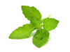 Click & Grow Holy Basil Plant
