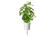 Click & Grow Holy Basil Single Plant