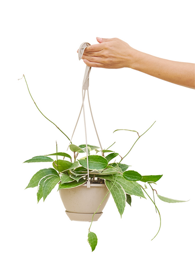 Hoya Macrophylla Hanging Plant with a white background and a hand holding the hook