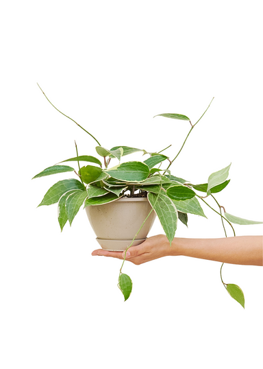 Hoya Macrophylla Hanging Plant with a white background and a hand holding the bottom of the pot