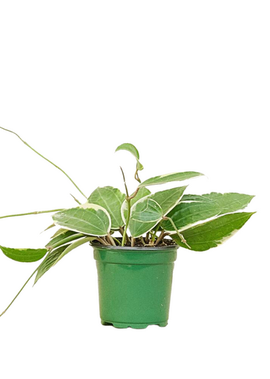 Medium Size Hoya 'Macrophylla' plant in a growers pot with a white background