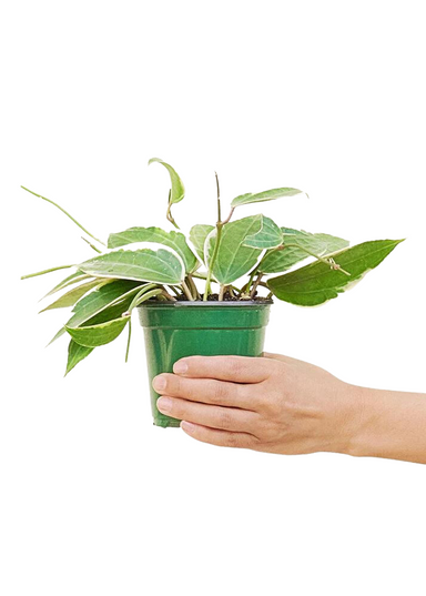 Medium Size Hoya 'Macrophylla' plant in a growers pot with a white background with a hand holding the pot