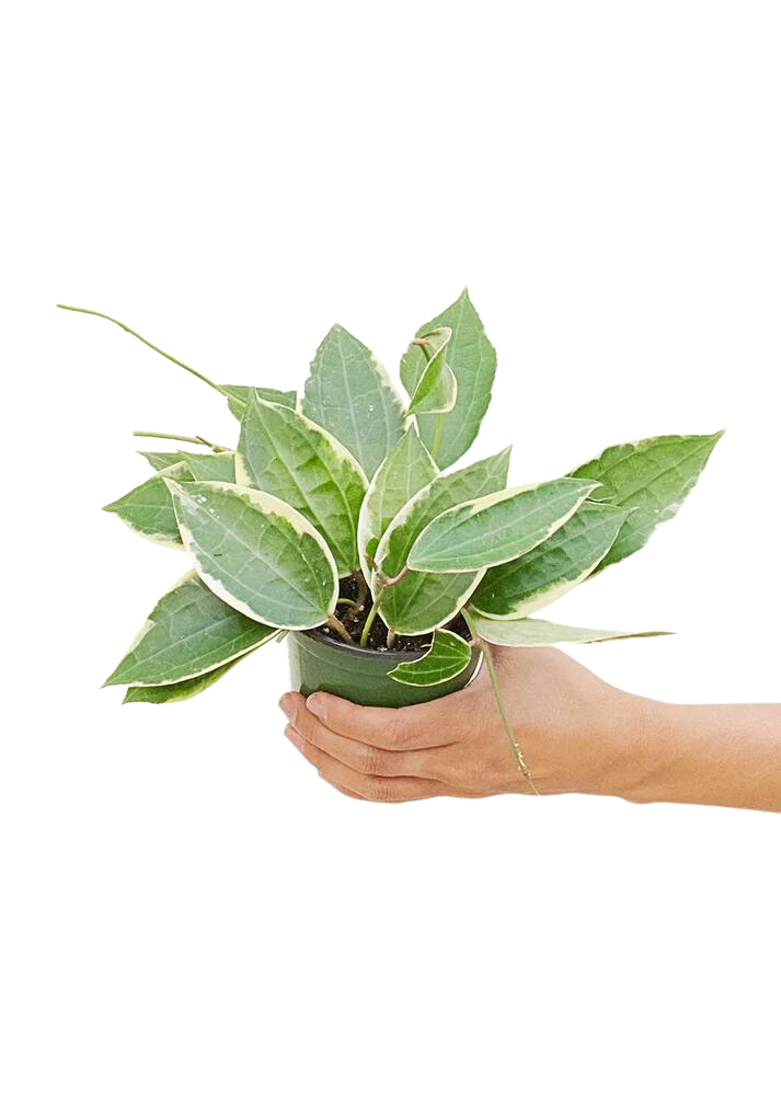 Medium Size Hoya 'Macrophylla' plant in a growers pot with a white background with a hand holding the pot to see the top view