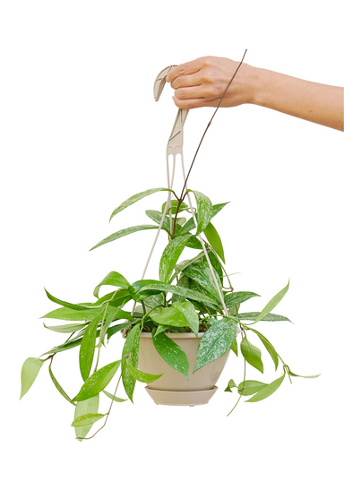Hoya 'Silver Splash' Hanging Plant with white background and hand holding planter hook