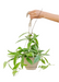 Hoya 'Silver Splash' Hanging Plant with white background and hand holding planter hook