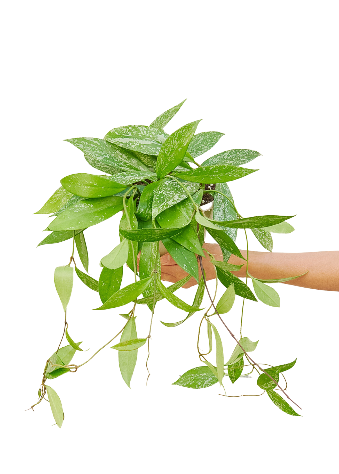 Hoya 'Silver Splash' Hanging Plant with white background and hand holding pot showing top view