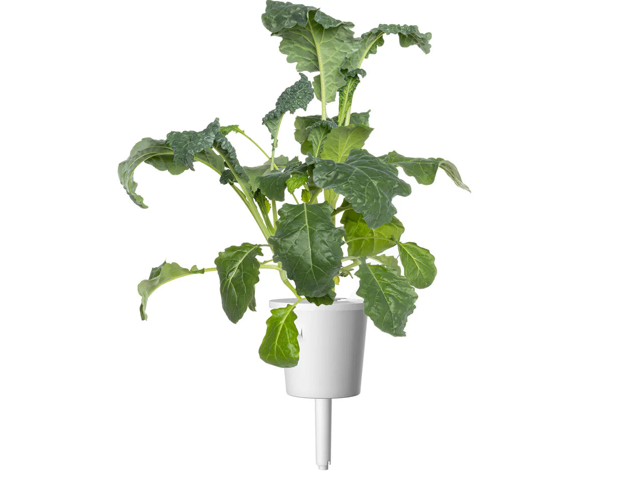 Click & Grow Italian Kale Single Plant