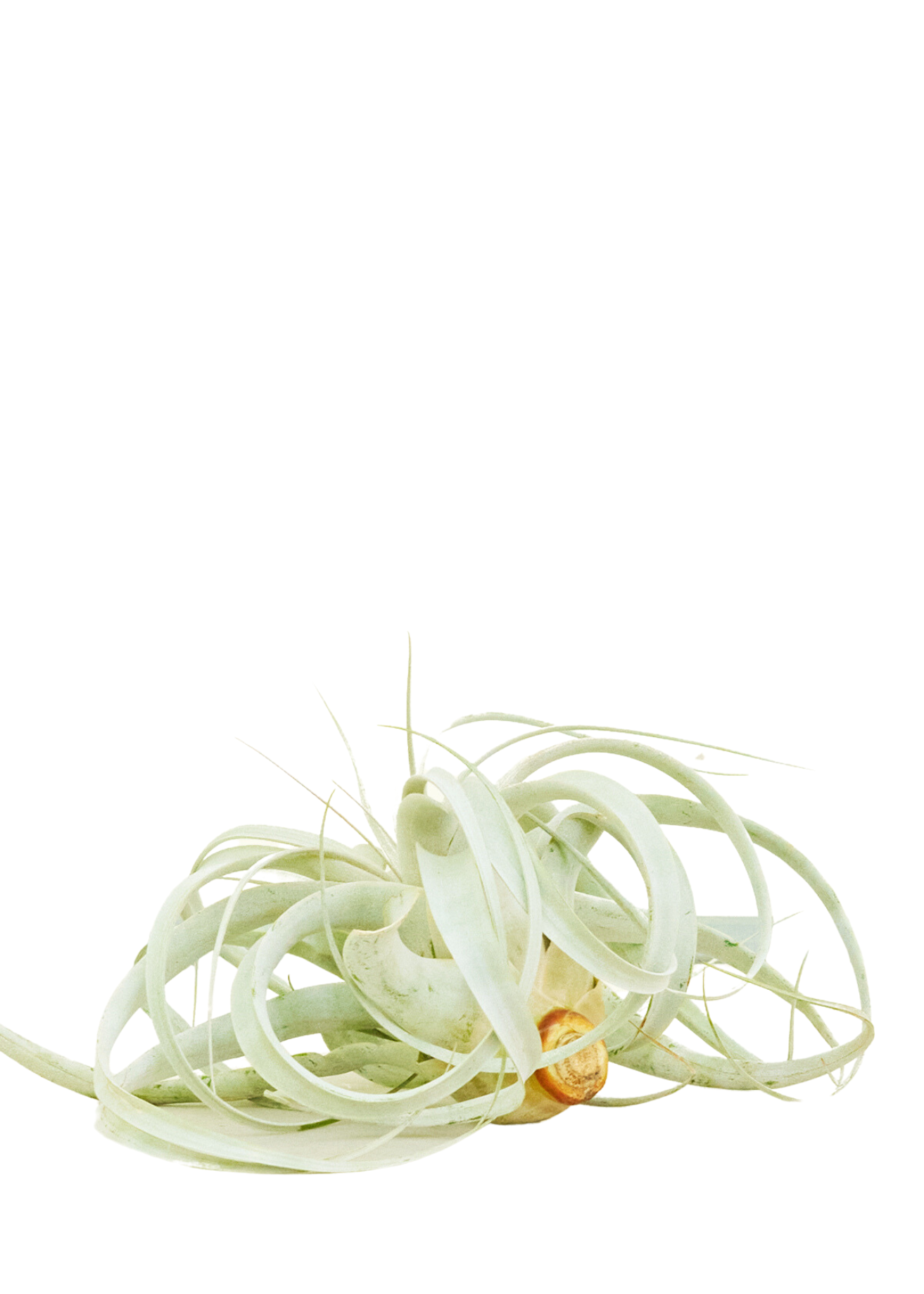Extra Large size King of Air Plants with a white background