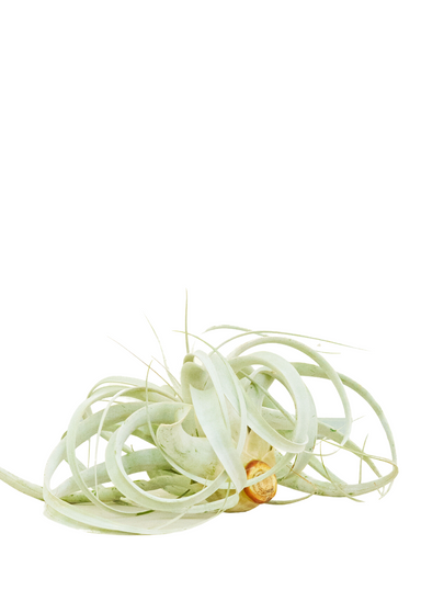 Extra Large size King of Air Plants with a white background