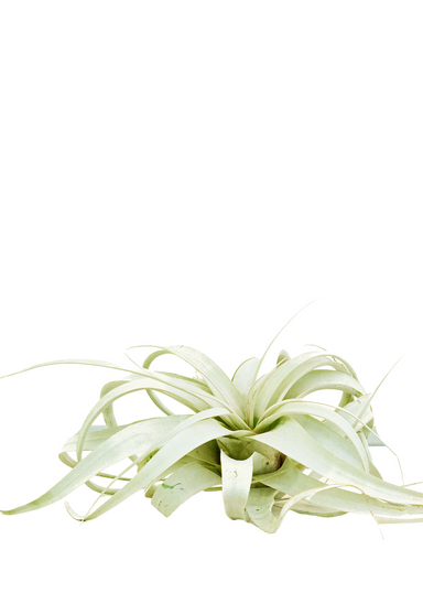 Extra Large size King of Air Plants with a white background showing the top view