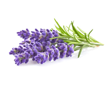 Click & Grow Lavender Plant