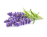 Click & Grow Lavender Plant