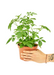 Medium size Dwarf Umbrella Tree in a growers pot with a white background and a hand holding the pot
