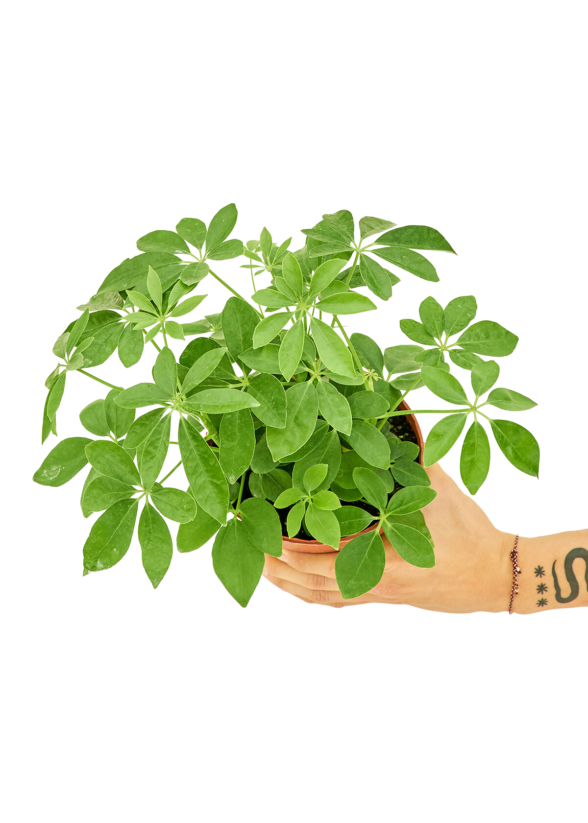 Medium size Dwarf Umbrella Tree in a growers pot with a white background and a hand holding the pot showing the top view
