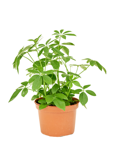 Medium size Dwarf Umbrella Tree in a growers pot with a white background