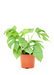 Medium Size Mini Monstera Plant in a growers pot with a white background
