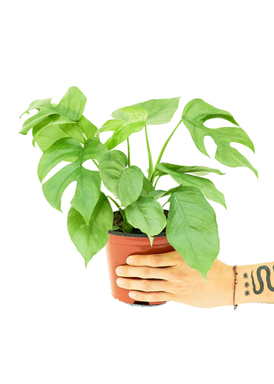 Medium Size Mini Monstera Plant in a growers pot with a white background with a hand holding the pot