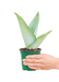 Small Moonshine Snake Plant in a growers pot with a white background with a hand holding the pot