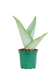 Small Moonshine Snake Plant in a growers pot with a white background