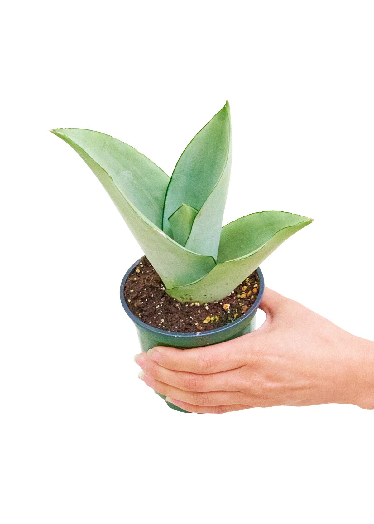 Small Moonshine Snake Plant in a growers pot with a white background with a hand holding the pot to see the top view