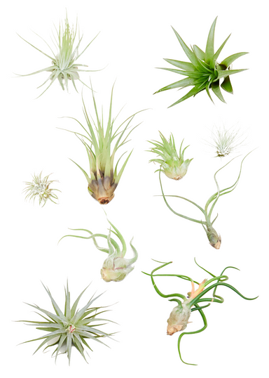Mystery Air Plant Box 10-Pack showing 10 random air plants with a white background