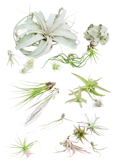 Mystery Air Plant Box 20-Pack showing random air plants with a white background
