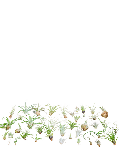 Mystery Air Plant Box 40 Pack with random air plant styles on a white background 