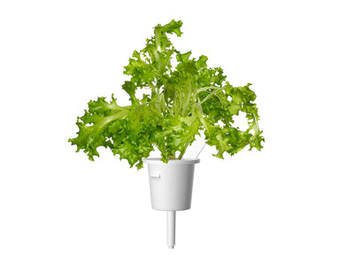 Click & Grow Oakleaf Lettuce Single Plant