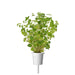 Click & Grow Oregano Single Plant