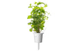 Click & Grow Peppermint Single Plant