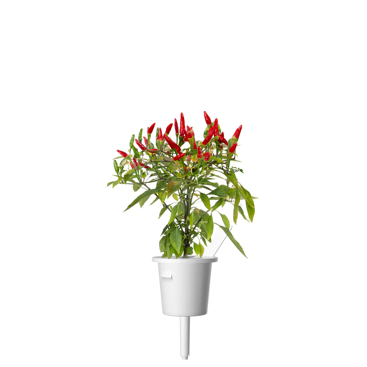 Click & Grow Piri Piri Chili Pepper Single Plant