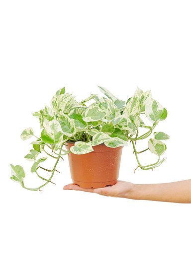 Medium Sized Pearls and Jade Pothos Plant in a growers pot with a white background with a hand holding the pot