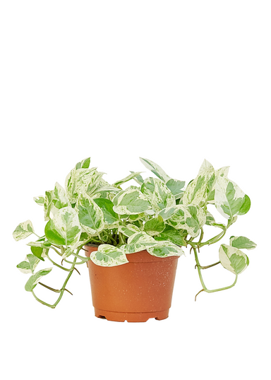 Medium Sized Pearls and Jade Pothos Plant in a growers pot with a white background
