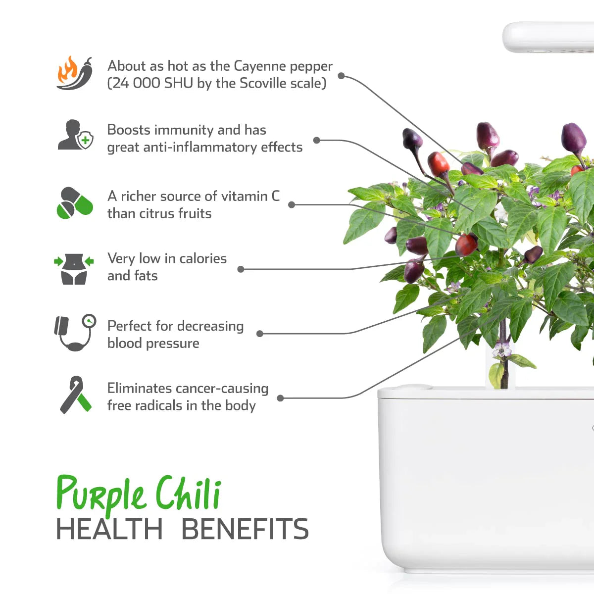 Click & Grow Purple Chili Pepper Benefits