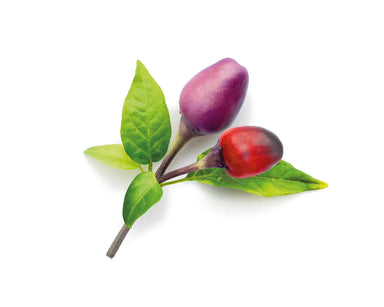 Click & Grow Purple Chili Pepper Plant