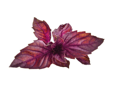 Click & Grow Red Basil Plant