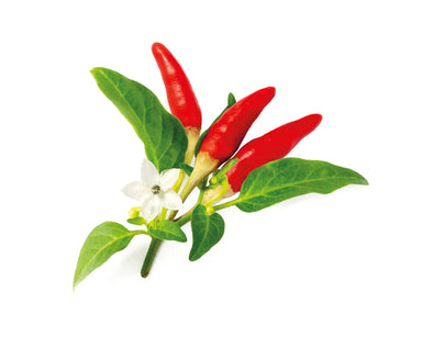Click & Grow Red Hot Chili Pepper Plant
