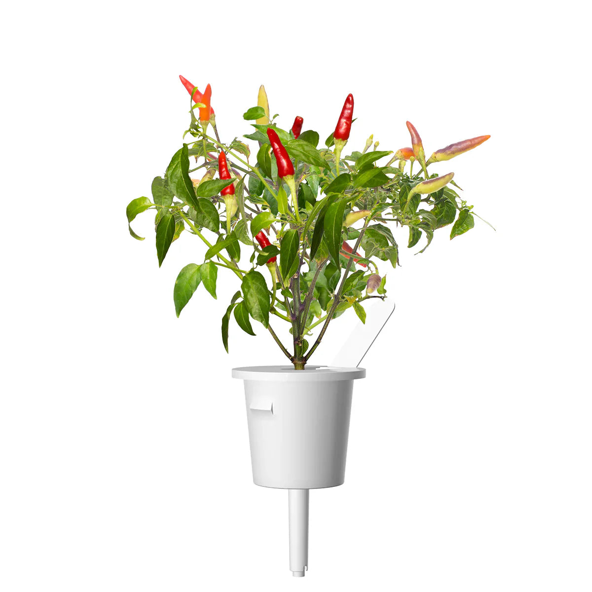 Click & Grow Red Hot Chili Pepper Single Plant