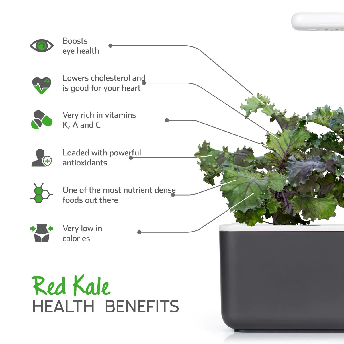 Click & Grow Red Kale Health Benefits