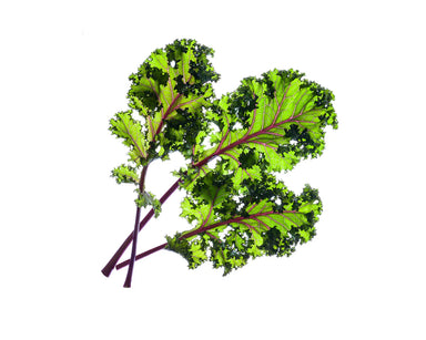 Click & Grow Red Kale Plant