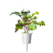 Click & Grow Red Kale Single Plant