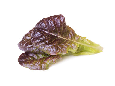 Click & Grow Smart Red Lettuce Plant