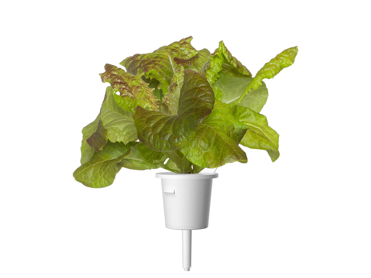 Click & Grow Red Lettuce Single Plant