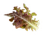 Click & Grow Red Oakleaf Lettuce Plant