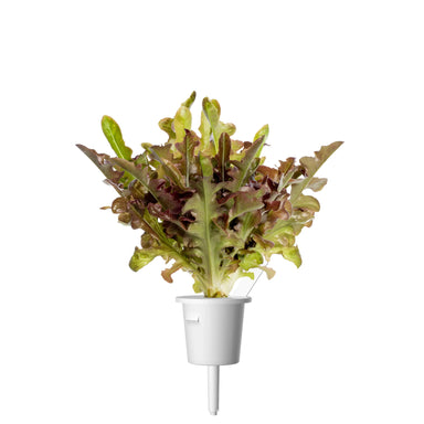 Click & Grow Red Oakleaf Single Plant