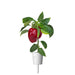 Click & Grow Red Pepper Single Plant