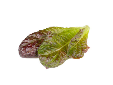 Click & Grow Red Romaine Lettuce Plant