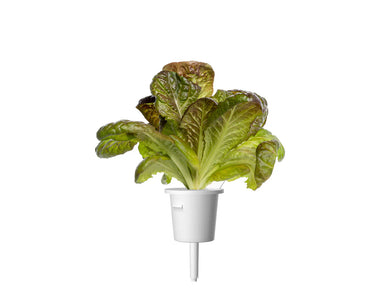 Click & Grow Red Romaine Lettuce Single Plant