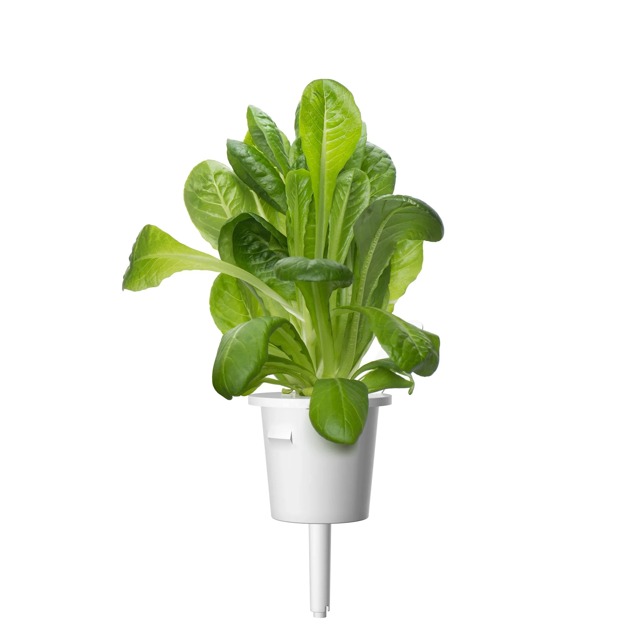 Click & Grow Romaine Lettuce Single Plant