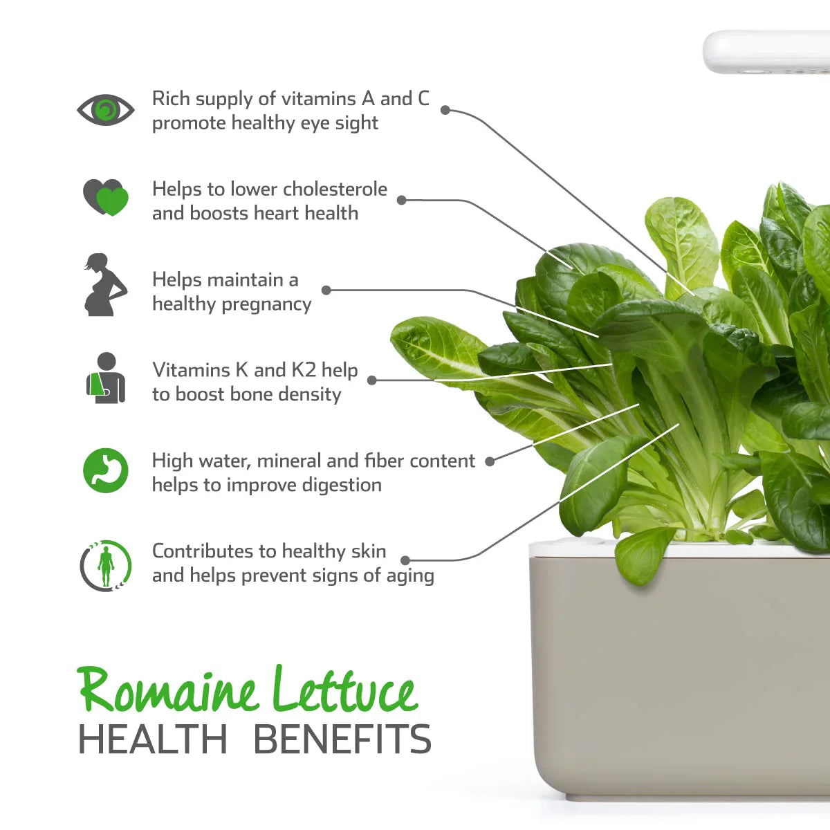 Click & Grow Romaine Lettuce Health Benefits